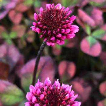 ワインレッドの花の投稿画像一覧 Greensnap グリーンスナップ ワインレッドの花の投稿画像一覧 Greensnap グリーンスナップ