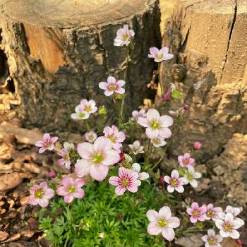 クモマグサ☆の画像 by selinaさん | クモマグサと春のお花とピンクの花とクモマグサ☆とピンクのお花と小さい花と花のある暮らしと白い花とお散歩と海外暮らし