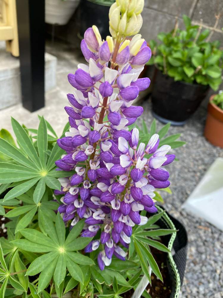 ルピナスの投稿画像 By ふーちゃんさん 熊本からと耐寒性強いと耐暑性弱いとがんばろう熊本 と一年草と不織布フェルト鉢と昭和の日と小さな庭と熊本からと耐寒性強いと耐暑性弱いとがんばろう熊本 と一年草と不織布フェルト鉢と昭和の日 22月4月29日 Greensnap