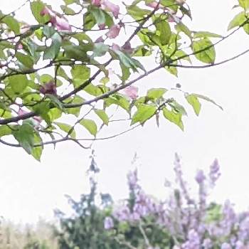 薄紫の花の画像 by 秋草さん | 広い庭とハナミズキとキリとハナミズキ✽とNo  more warとpray for ukraineと薄紫の花と平和の祈りとキリ✽と平和を願う☆と愛しの紫と平和を願うと武器ではなく花をと紫の花と#ウクライナへ届け平和への願いとピンクの花とピンクワールドへ ようこそ