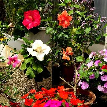 四季の花の画像 by gtyさん | 玄関とハイビスカスとサンパチェンスとマロウと観葉植物と亜熱帯・熱帯植物とSDGsと沖縄と伊豆味ベゴニア園とガーデニングと四季の花