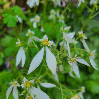 ハルユキノシタの投稿画像一覧 Greensnap グリーンスナップ ハルユキノシタの投稿画像一覧 Greensnap グリーンスナップ