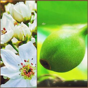 ぶら下がりの投稿画像一覧 Greensnap グリーンスナップ