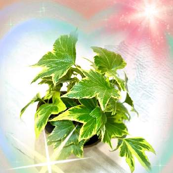 ヘデラ☆の画像 by ‪✵❂ミミズク❂✵さん | 窓辺とヘデラ☆とポジティブCOLORと観葉植物と植物のある暮らしとGS心の病院とおはなとはなのある暮らしと綺麗とこの色合いに一目惚れ♡と❤️いいね、ありがとうと可愛いとハート❤とお花は癒しとはなのあるくらしといやし♪