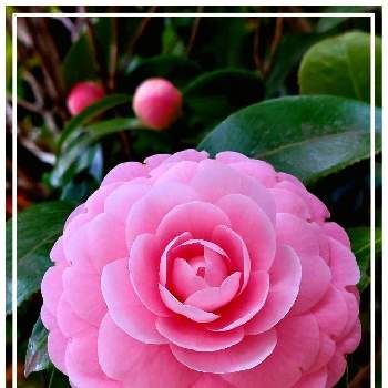 つばきの花の画像 by みいちゃんさん | 乙女ピンクとツバキの花とつばきの花と椿　つばき　ツバキと乙女つばきと乙女椿の花とピンクのお花と乙女椿♡