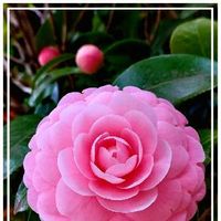 ツバキ,乙女ピンク,ツバキの花,つばきの花,椿　つばき　ツバキの画像