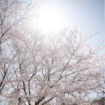 nikond750の画像 by satoさん | お出かけ先とさくら サクラ 桜とnikkor24120とnikond750と桜フォトコン2022と北海道と札幌とカメラ小僧クラブ