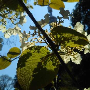 春を感じるの画像 by ケニチさん | オオカメノキと春を感じると快晴☀️と白い花シリーズと仙台市野草園