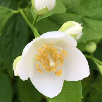 茶花の画像 by ふわふわり＊さん | 梅花空木（バイカウツギ）と元気いっぱいと茶花と庭木の花と白いお花と大人可愛い