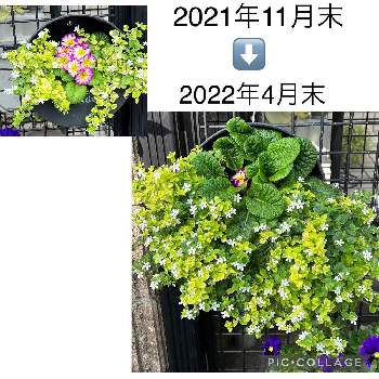 2022春の画像 by ハニーレイさん | アプローチと2022春とピンクの花と寄せ植えとハンギングとちっちゃいものクラブとプリムラ ジュリアン アリーと バコパとピンクワールドへ ようこそと白い花とプリムラジュリアン♡と班入りバコパ　バリエガータ