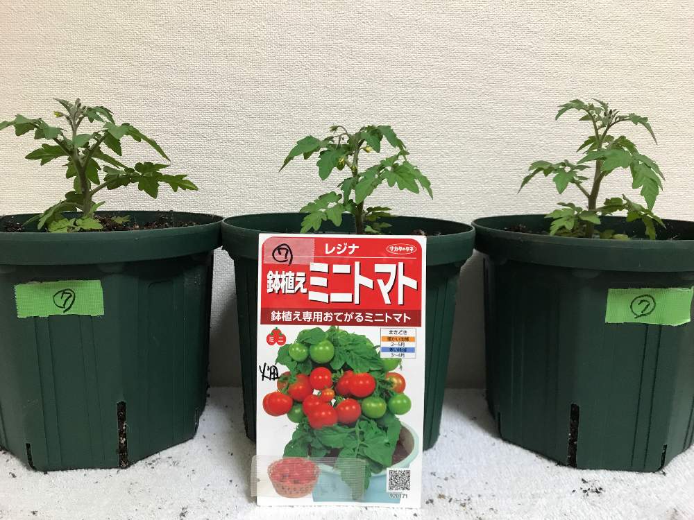 ミニトマト レジナの投稿画像 By Goosさん 家庭菜園と嬉しいと種まきから育てるとうれしい と種まきから育てると楽しいと家庭菜園と嬉しいと種まきから育てるとうれしい と種まきから育てると楽しい 22月4月29日 Greensnap グリーンスナップ Greensnap