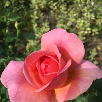 ボスコベルの画像 by hiroさん | 小さな庭とボスコベルとバラとイングリッシュ・ローズと花のある暮らしとデビッドオースチン