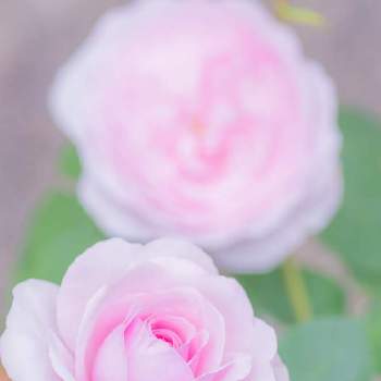 オリビアローズオースチンの画像 by けーけーさん | 小さな庭とオリビアローズオースチンとピンクの花とGS映えとおうち園芸と花のある暮らしとばら 薔薇 バラとバラ・ミニバラ