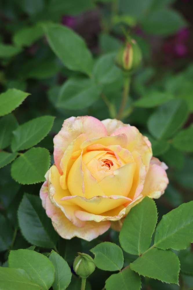 バラ ポールセザンヌの投稿画像 By Akikoroseさん 薔薇 ポールセザンヌとマイガーデンと絞りのバラとマイガーデンと絞りのバラ 22月4月29日 Greensnap グリーンスナップ Greensnap グリーンスナップ