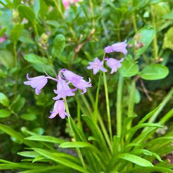 ベル型の花の投稿画像一覧 Greensnap グリーンスナップ