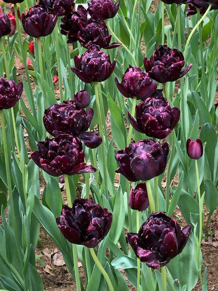 国営ひたち海浜公園 ネモフィラとチューリップ Greensnap グリーンスナップ