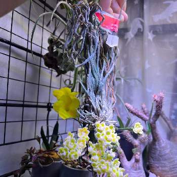 キロスキスタ・ビリディフラバの画像 by trgeさん | 部屋とキロスキスタ・ビリディフラバとキロスキスタと着生植物と植中毒と着生蘭と成長記録と珍奇植物とビザールプランツと咲いた！
