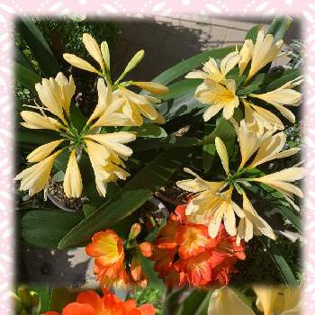 君子蘭♡の画像 by おごじよさん | 小さな庭とオレンジ＆黄色の君子蘭と君子蘭♡