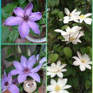 クレマチス,クレマチス ブルーラビン,鉢植え,マイガーデン,白い花の画像