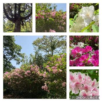 　白い花の画像 by amamaさん | お出かけ先と淀川ツツジと公園とピンク色のお花と　白い花と22/4