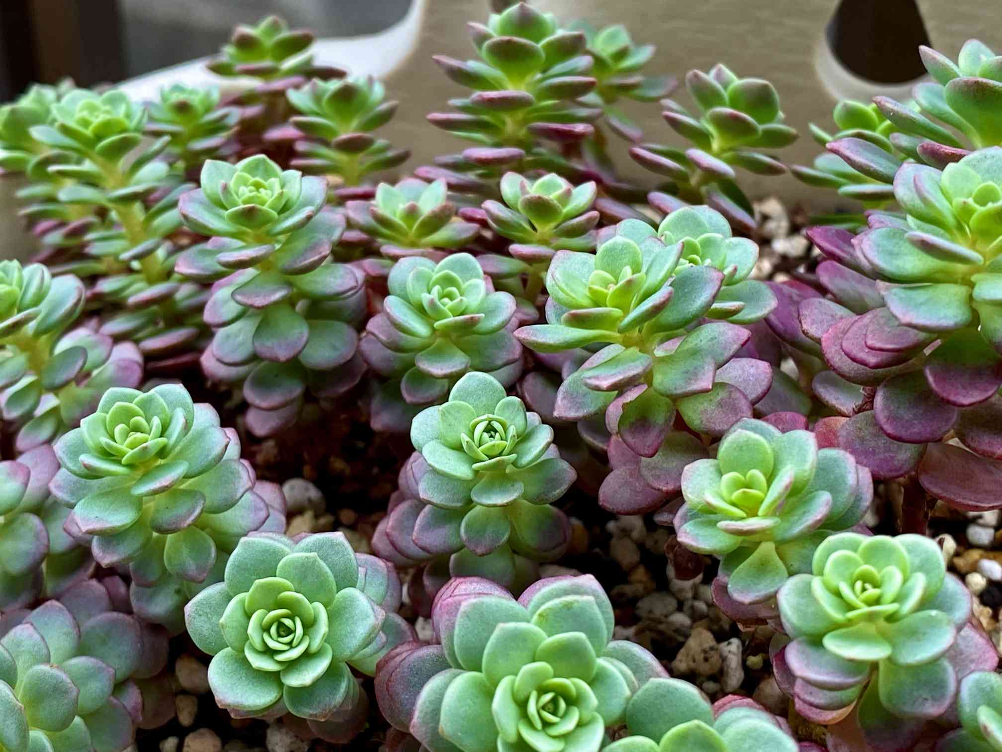 ６月いっぱい♡赤葉日高ミセバヤ カット苗 多肉植物 楽天市場】赤葉日高ミセバヤ（アカバヒダカミセバヤ）3.5号苗
