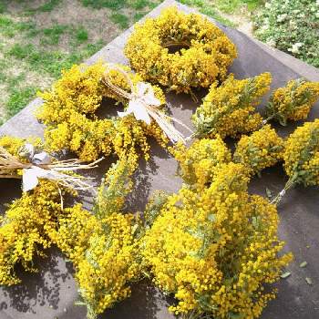  銀葉アカシアの画像 by モカコさん | 小さな庭と ミモザと 銀葉アカシアと庭づくりとミモザスワッグと黄色の花とミモザリース