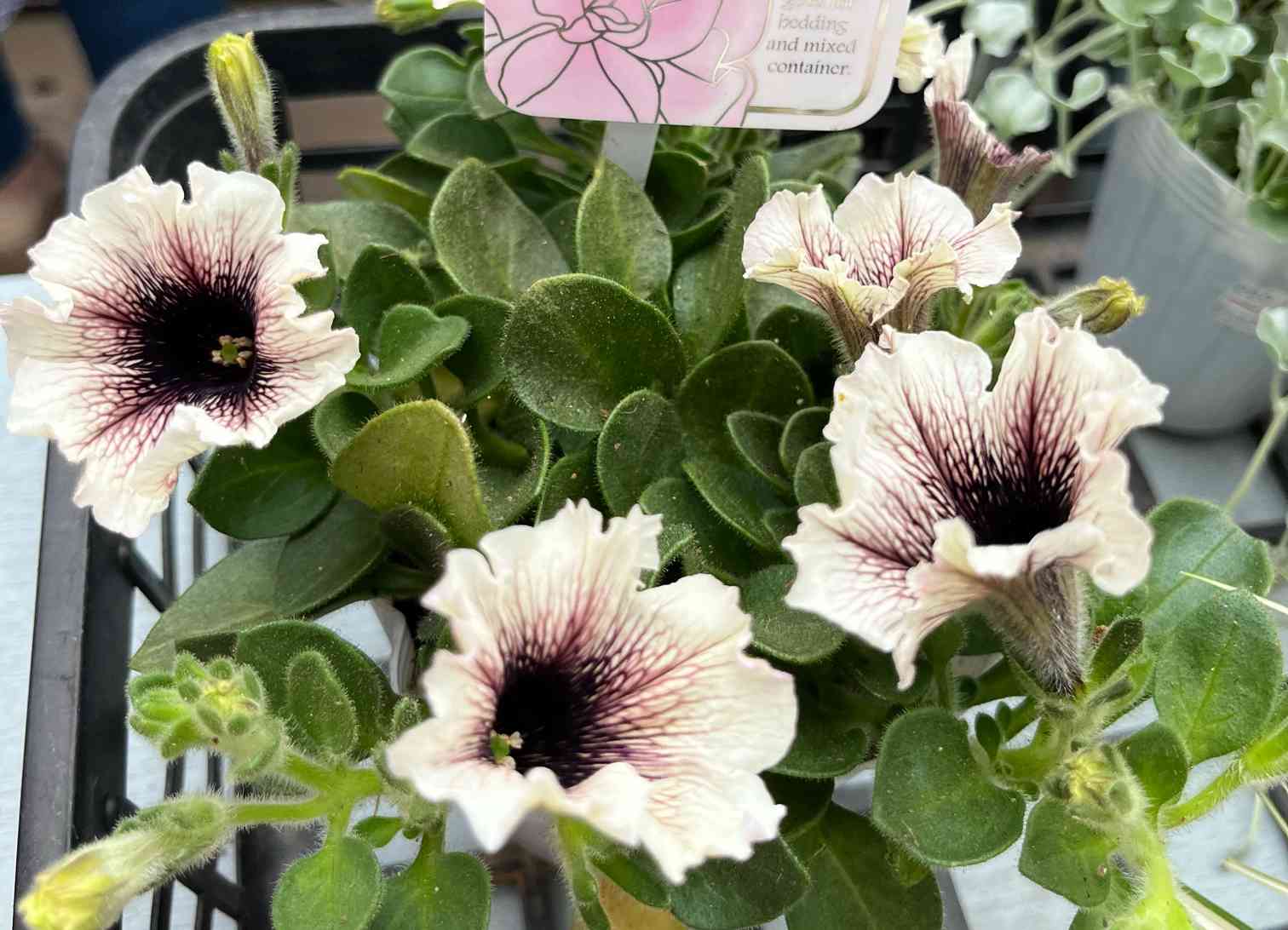 油絵　専用　ペチュニアが咲く寄せ植え　大キャンバス ペチュニアを使った寄せ植えにチャレンジ！！｜🍀GreenSnap（グリーン