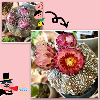 兜丸の画像 by momoooさん | バルコニー/ベランダと兜丸とみどりのある暮らしと植欲旺盛と季節の花とおうち園芸と面白いと植物中毒と季節のお花と サボテンとかわいい
