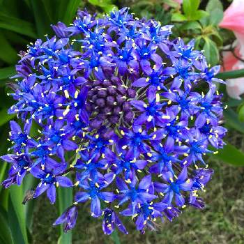 シラーベルビアナの花の投稿画像一覧 Greensnap グリーンスナップ