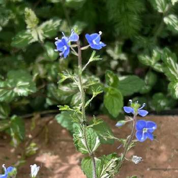 希少 斑入りベロニカ ミッフィーブルート お花も葉も可愛い 秋にはピンクに紅葉 Www Kiotaschool Com