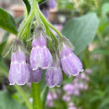 ヒレハリソウ 鰭玻璃草 の投稿画像一覧 Greensnap グリーンスナップ