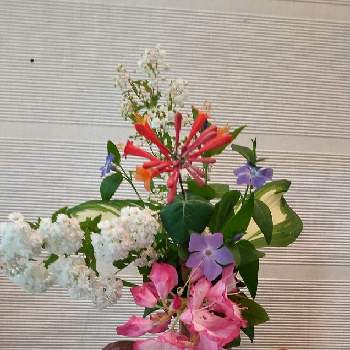 シャガの花の画像 by あななさん | 玄関とハニーサックルの花と庭のお花を生けると子供達の作品と石南花の花と斑入りギボウシの葉っぱとシャガの花と八重咲きこでまり（小手毬）と息子作の壺とツルニチニチソウ♪