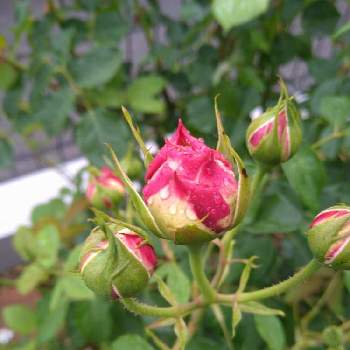 バラの蕾の画像 by 優さん | 小さな庭と薔薇 クロード・モネとみどりのある暮らしとばら バラ 薔薇とつぼみとバラの蕾と庭のある暮らしとバラを楽しむ
