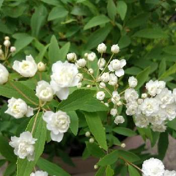 八重コデマリの投稿画像一覧 Greensnap グリーンスナップ