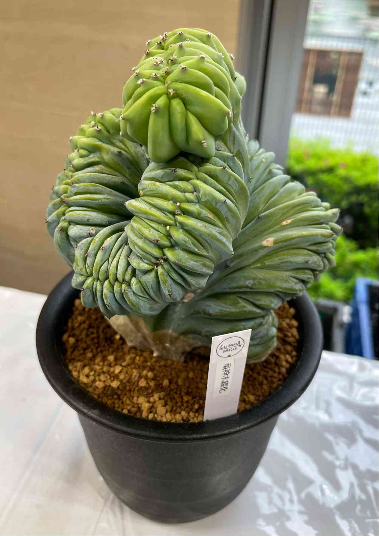 🌵春のサボテン展🌵｜🍀GreenSnap（グリーンスナップ）