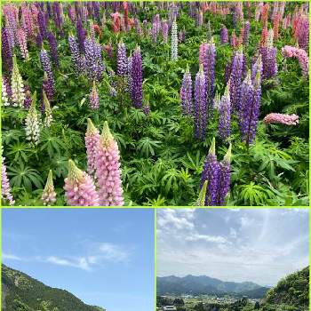日本の春の画像 by ライヤ22さん | お出かけ先と新緑とルピナス畑と山と川と日本の春と愛しの紫