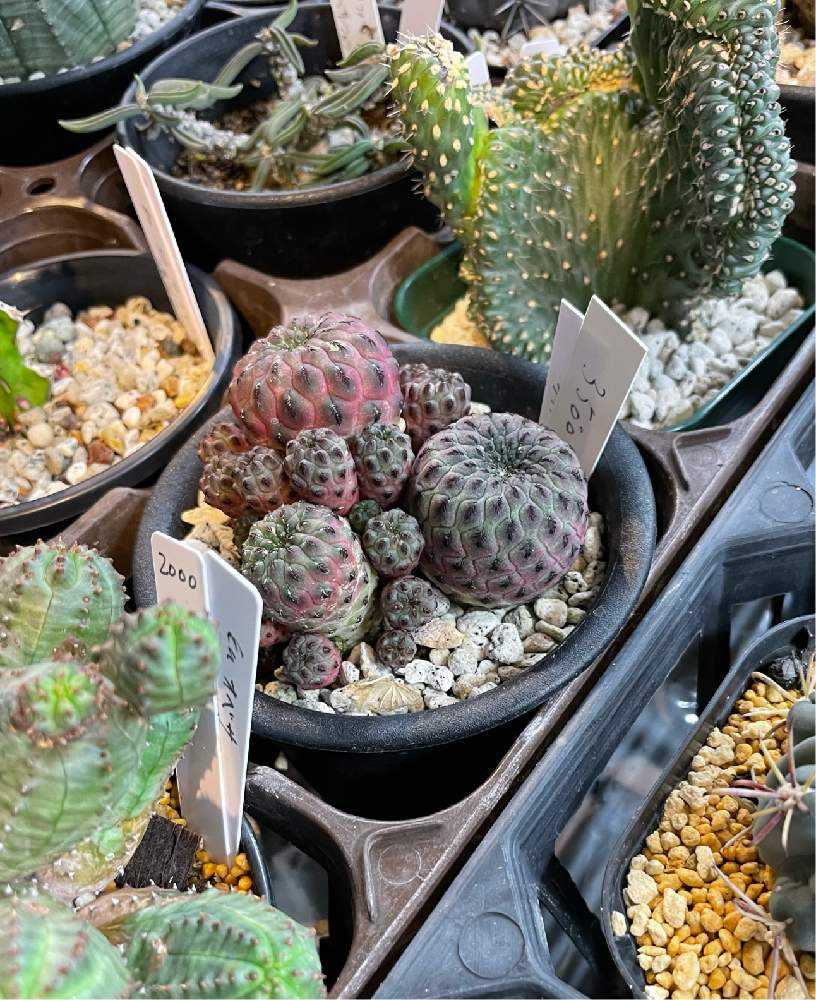 🌵春のサボテン展🌵｜🍀GreenSnap（グリーンスナップ）