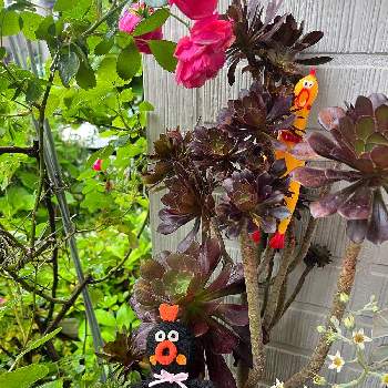 BLACK FRIDAYゴッコの画像 by まつぴよさん | 小さな庭とアンジェラと黒法師と多肉植物と多肉女子とBLACK FRIDAYゴッコと花のある暮らしと繋がりに感謝✨