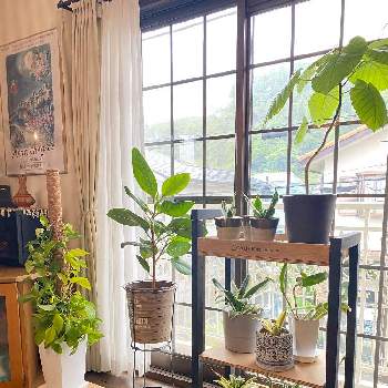 botanical lifeの画像 by dainaoreiさん | 部屋とno green no lifeと植中毒とbotanical lifeとdiyが好きとわたしの家の観葉植物