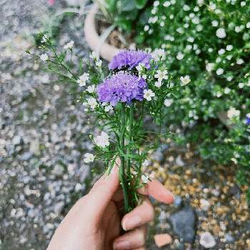 お花摘みの画像 by Bowさん | 小さな庭とかすみ草とスカビオサと初心者ですとお花摘みとガーデニング初心者と小さい庭