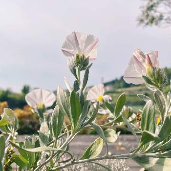 銀葉の画像 by manimaniさん | コンボルブルス！とガーデニングと花のある暮らしと白い花と銀葉