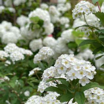 オオデマリ❁の画像 by 和さん | 小さな庭とコデマリとオオデマリとコデマリ❇︎とわれら17年組と#最前線のあなたへと白い花とオオデマリ❁と咲いた！
