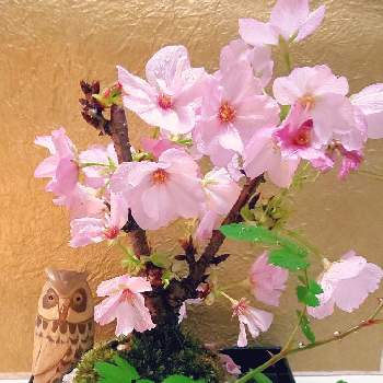 幸せを呼ぶフクロウ祭りの画像 by たねちゃんさん | 部屋とミニばらと旭山桜と盆栽とミニ盆栽と幸せを呼ぶフクロウ祭りとフクロウ祭
