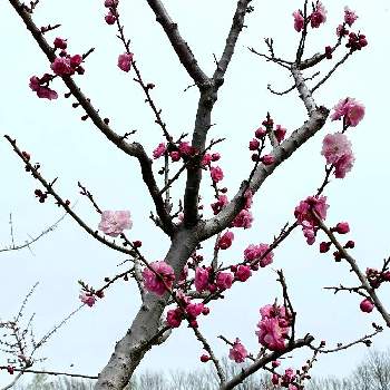 紅梅の画像 by ゆきねこさん | 紅梅と平岡梅林公園と北海道の風景と北海道の空とゆき散歩