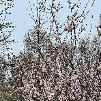 白梅の画像 by ゆきねこさん | 白梅と平岡梅林公園と北海道の風景と北海道の空とゆき散歩