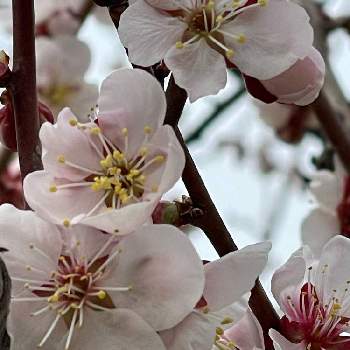 白梅の画像 by ゆきねこさん | 白梅と平岡梅林公園と北海道の風景と北海道の空とゆき散歩