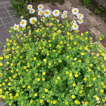 植物からパワー❣️の画像 by コスモスさん | 小さな庭と幸せの黄色いクローバーとネコのいる暮らしと植物からパワー❣️と千代松と今日の一枚と花のある暮らし