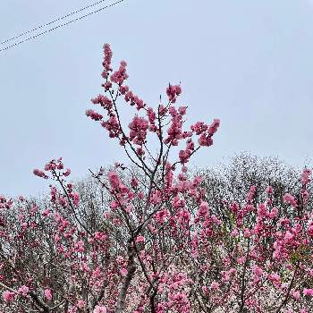 紅梅の画像 by ゆきねこさん | 紅梅と平岡梅林公園と北海道の風景とゆき散歩