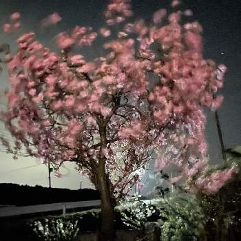 夜桜の画像 by ロエンさん | 広い庭と夜桜！といつも、いいね!ありがとうございます(*´`)♡と医療・介護の皆様に感謝といつも　ありがとうございます❤とコロナウイルスの終息を願う！と戦争反対と夜桜と自然の景色と平和を願う☆と「戦争のない、平和な世界に」とGREEN UP!と頑張れ❗️日本