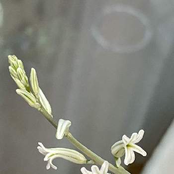ハオルチアの花♡の画像 by コスモスラブさん | 部屋とハオルチアの花♡とハオルチアラモサ♡